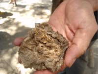 白蟻幼蟲(chóng) 