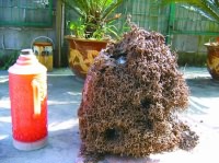 衛(wèi)生間里藏著個(gè)大蟻窩 