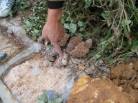 防治水庫(kù)白蟻危害 